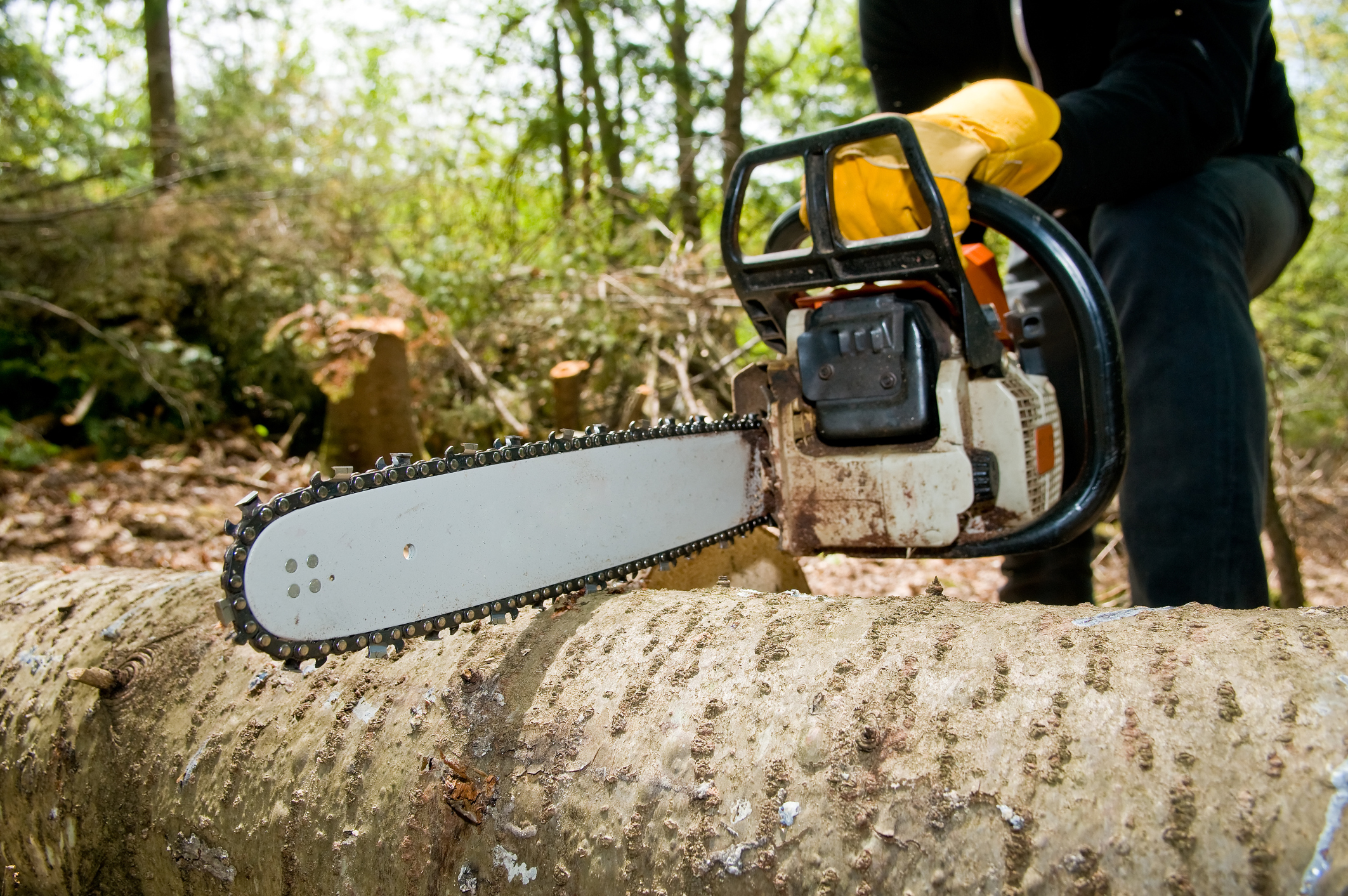 Tree service in Canberra